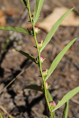 Eremophila debilis
