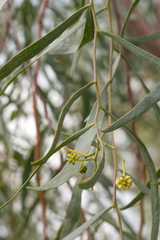 Acacia salicina
