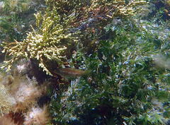 Notolabrus parilus