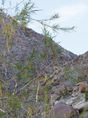 Chilopsis linearis arcuata