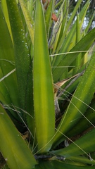 Agave univittata