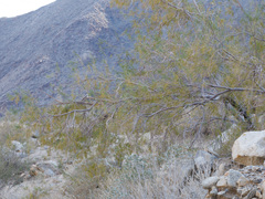 Chilopsis linearis arcuata