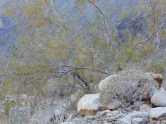 Chilopsis linearis arcuata