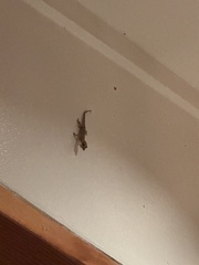 Lepidodactylus lugubris