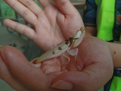 Hymenopus coronatus
