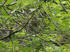 Turdus obscurus