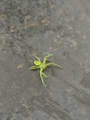 Diaea