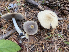 Leratiomyces percevalii