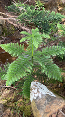 Araucaria heterophylla