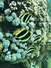 Chaetodon tricinctus