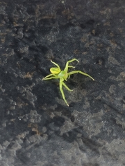 Diaea
