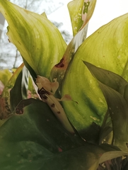 Hymenopus coronatus