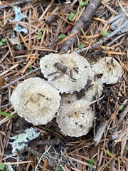 Leratiomyces percevalii