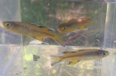 Pseudomugil signifer