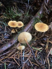 Heimiomyces fulvipes