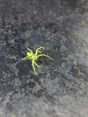 Diaea