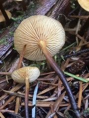 Heimiomyces fulvipes