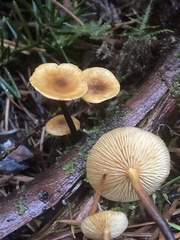 Heimiomyces fulvipes