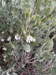 Arctostaphylos silvicola