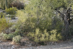 Parkinsonia microphylla