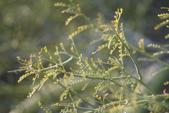 Parkinsonia microphylla