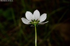 Cosmos palmeri