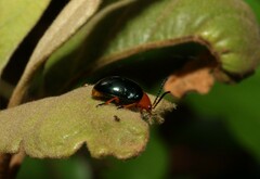 Lamprolina simillima