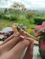 Hymenopus coronatus