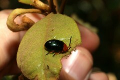 Lamprolina simillima