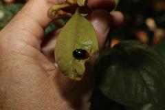 Lamprolina simillima