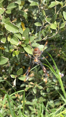 Trichonephila plumipes