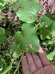 Smilax herbacea