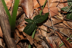 Pseuderanthemum variabile