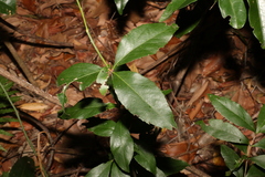 Denhamia celastroides