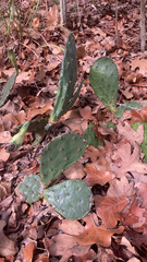 Opuntia cespitosa
