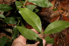 Denhamia celastroides