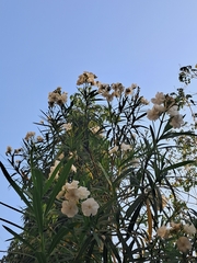 Nerium oleander