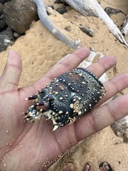 Panulirus penicillatus