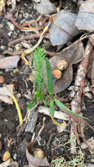 Eutacta