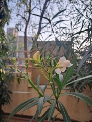 Nerium oleander
