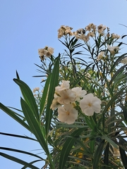 Nerium oleander