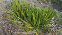 Agave univittata