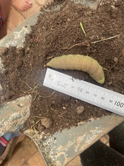 Coequosa australasiae