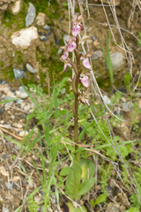 Anacamptis