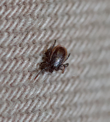 Ixodes pacificus