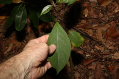 Clerodendrum floribundum