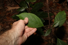 Clerodendrum floribundum