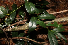 Cryptocarya macdonaldii