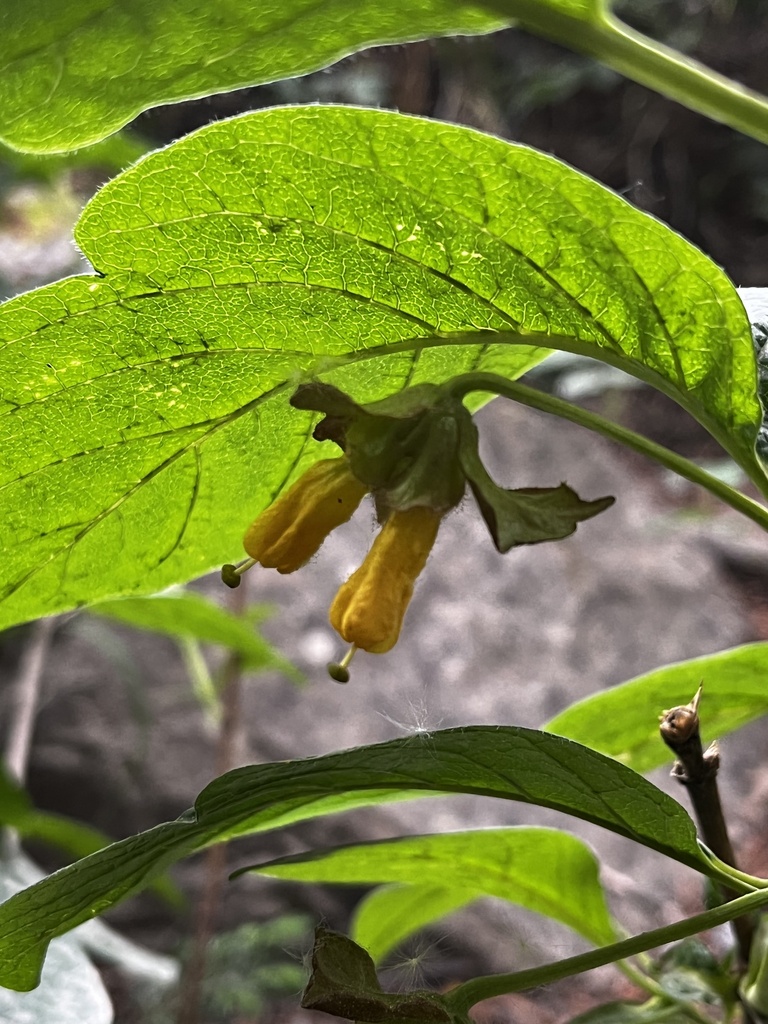 Twinberry honeysuckle (Lonicera involucrata)