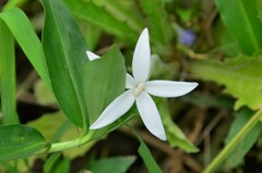 Hippobroma longiflora